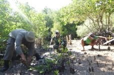 Tanam Mangrove Kodim 1510/Sula Kali ini Jalankan Program TMMD Ke 123 di Desa Mangega