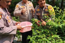 Polsek Kemayoran Bersama Warga Panen Pangan Lokal, Kapolres: Kita Jaga Ketahanan Pangan Demi Kesejahteraan Bersama!