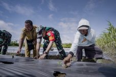 Dukungan untuk Ketahanan Pangan Satgas TMMD Kodim 1710/ Mimika Tanam Semangka dan Kacang Tanah