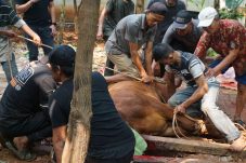 Hikmah Idul Adha Kodim 0502/JU bagikan daging qurban untuk anggota dan masyarakat