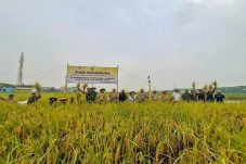 Dandim 0502/JU Ikut Panen Raya Bersama Petani Gapoktan Rorotan Jaya