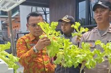Panen Hidroponik dari warga untuk warga