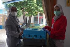 Sebanyak 250 Kucing Lokal Jantan disterilisasi oleh Sudin Kpkp Jakarta Utara