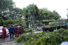 Kasudin Pertamanan dan Hutan Kota Jakut, akan beri santunan kendaraan yang terdampak pohon tumbang