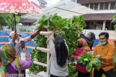 RPTRA Kelurahan Sunter Agung gencarkan budi daya sayuran