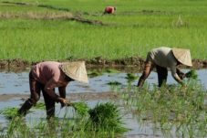 Tito : Pemda Wajib Pertahankan Sawah, kunci Swasembada Pangan