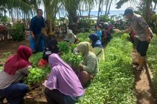 Dorong Ketahanan Pangan Keluarga , Dasawisma Pulau Tidung Panen Kangkung