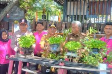 Warga Pulau Untung Jawa Panen Pakcoy