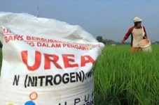Kuota Pupuk Bersubsidi 2026 bisa di cek secara Online, ini jadwal dan cara penyalurannya