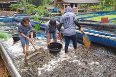 Perkuat Ketahanan Pangan, Jaring Intel Kodim 0506/Tangerang Gelar Panen Raya Ikan Lele