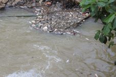 Tercemar Zat Kimia, Wali Kota Tangsel Minta Warga Tak Konsumsi Ikan dari Sungai Cisadane