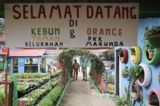 Anak – anak Paud Mutiara Lestari Semangat Penuh Ceria Saat Tanam Paprika dan Brokolidi Taman Orange Marunda