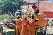 Cegah Pohon Tumbang, PPSU Pulau Harapan Lakukan Penopingan