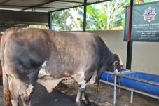 Prabowo Siapkan 1.098 Sapi Kurban untuk Iduladha 2026, Semua dari Peternak Lokal