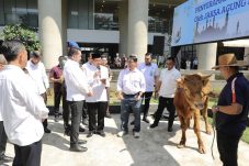 Sambut Idul Adha 1447 H, Kejagung Salurkan 57 Ekor Sapi Kurban