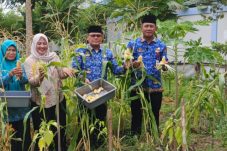 Panen Jagung Bersama di Pulau Untung Jawa, Dorong Ketahanan Pangan dan Penghijauan