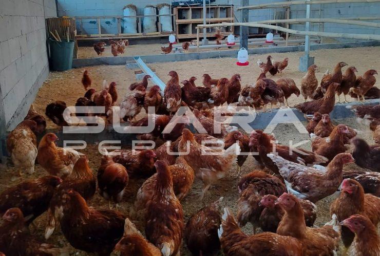 Inspirasi dari Pulau Panggang: Lahan Sempit Jadi Peternakan, Dukung Swasembada Telur