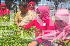 RPTRA Arung Palakka Panen Cabai, Bukti Lahan Produktif Bermanfaat Ekonomi