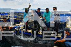 Budidaya Kerapu Cantang Sukses, Warga Pulau Kelapa Dua Raih Pendapatan Baru