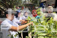 Hasil Panen RPTRA Pulau Kelapa Dijual Murah ke Warga