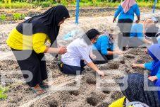 Sudin KPKP Kepulauan Seribu Tanam 5 Kg Bibit Bawang Merah di Pulau Pari