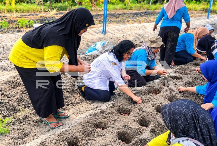 Sudin KPKP Kepulauan Seribu Tanam 5 Kg Bibit Bawang Merah di Pulau Pari