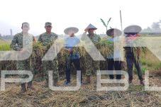 Panen Raya Padi, Kodim 0506/Tgr Wujudkan Swasembada Pangan